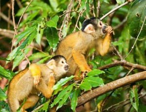Monkeys in the Amazon Courtesy of Angelo DeSantis/ Flickr Creative Commons
