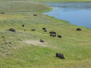 Bison scattered along the landscape of Yellowstone National Park. Photo courtesy of Madeline Hirshan.